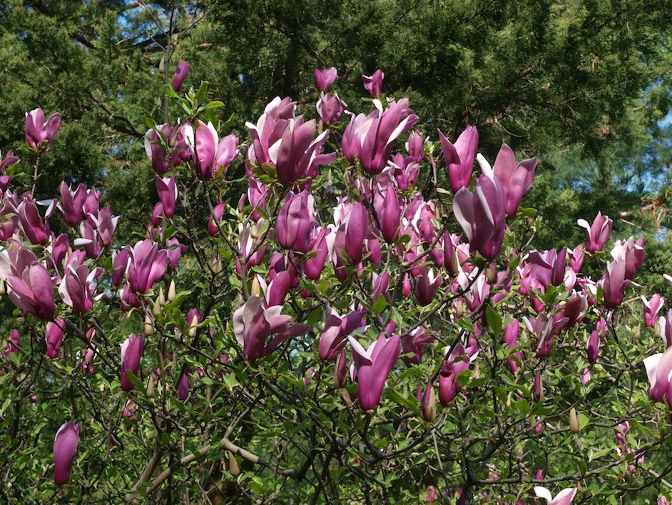 Изображение особи Magnolia liliiflora.