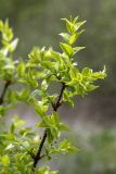 Euonymus verrucosus