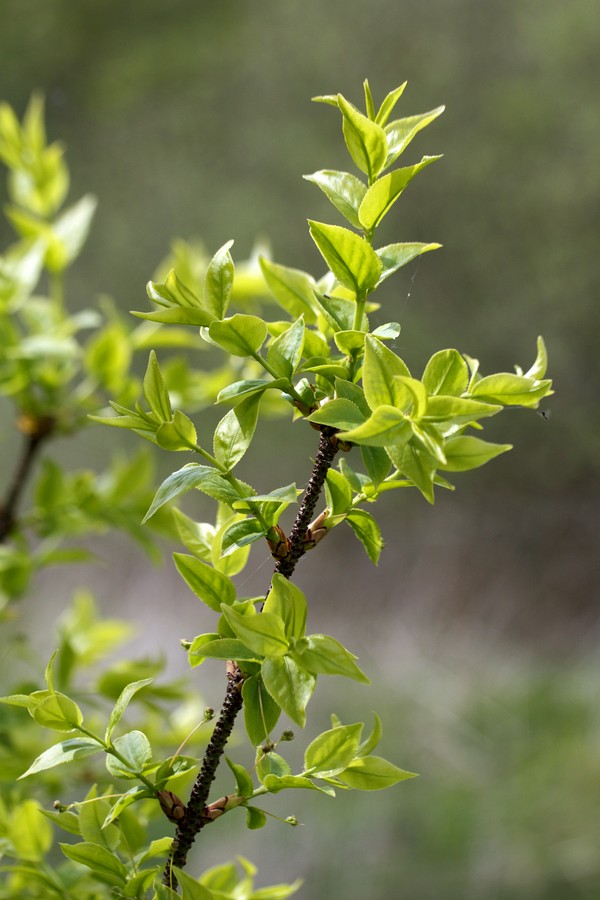 Image of Euonymus verrucosus specimen.