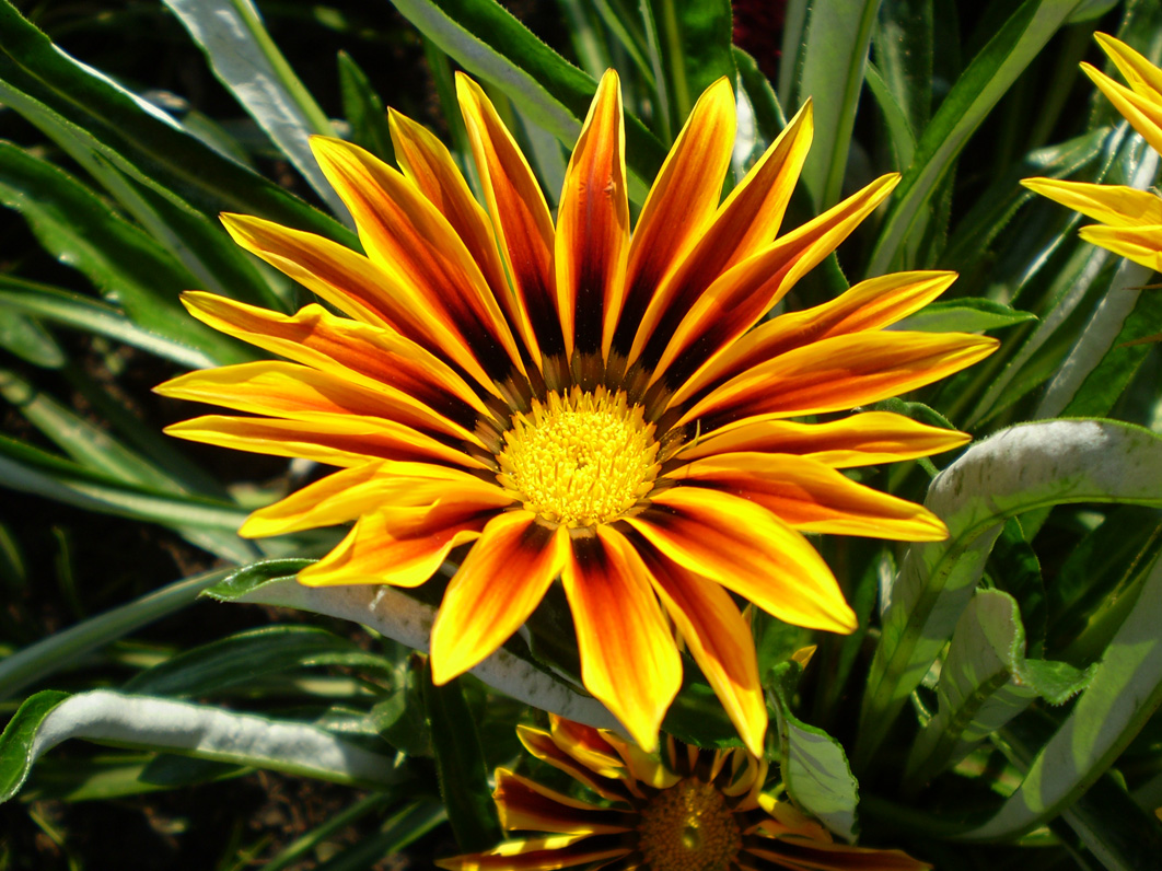 Изображение особи род Gazania.
