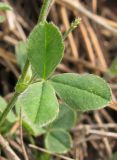 Medicago lupulina. Лист. Крым, южный берег, окр. Алупки, сосновый лес. 2 июня 2012 г.