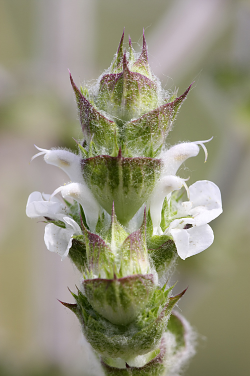 Изображение особи Salvia aethiopis.