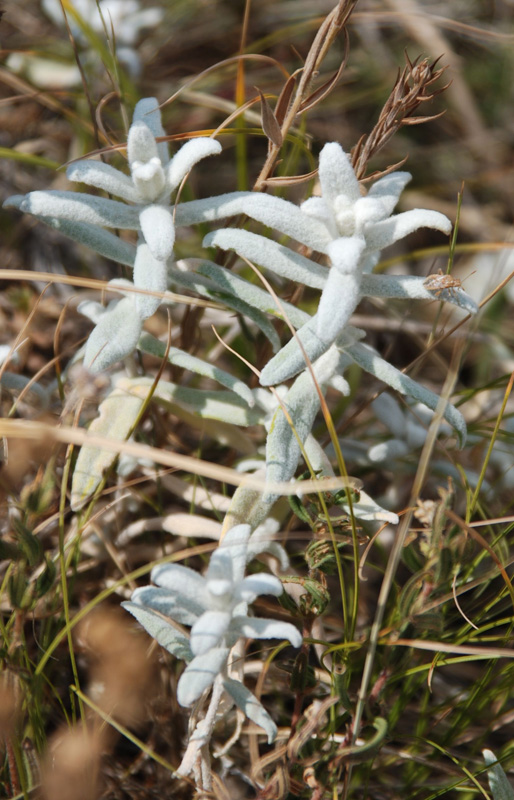 Image of Cerastium biebersteinii specimen.