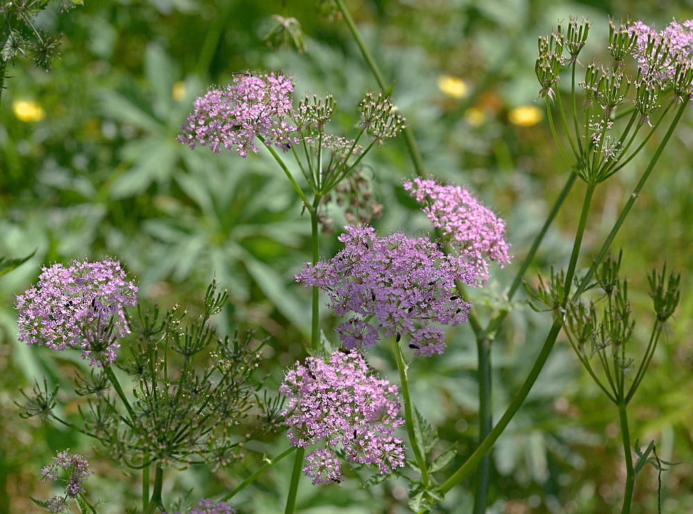 Изображение особи Chaerophyllum hirsutum.