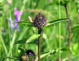 Centaurea phrygia. Верхушка побега с нераспустившимся соцветием. Санкт-Петербург, Павловск. 7 июля 2012 г.