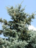 Picea pungens форма glauca. Верхняя часть дерева с шишками. Беларусь, г. Брест, мемориальный комплекс «Брестская крепость-герой». 30.06.2012.