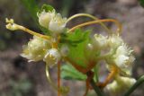 Cuscuta campestris