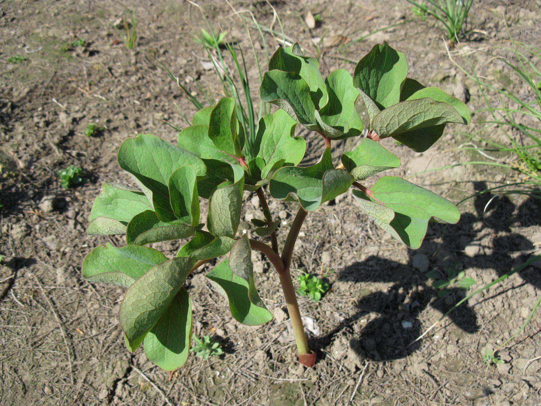 Изображение особи Paeonia daurica.