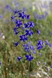 Delphinium longipedunculatum. Верхушка цветущего растения. Южный Казахстан, нижний Боролдай, лощина Акжар. 04.06.2012.