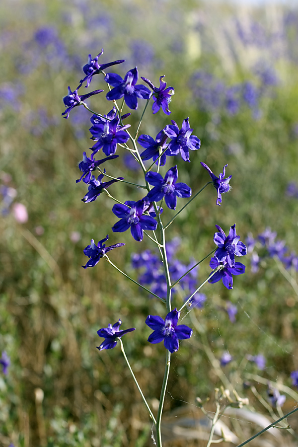 Изображение особи Delphinium longipedunculatum.