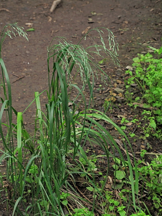 Изображение особи Poa sichotensis.