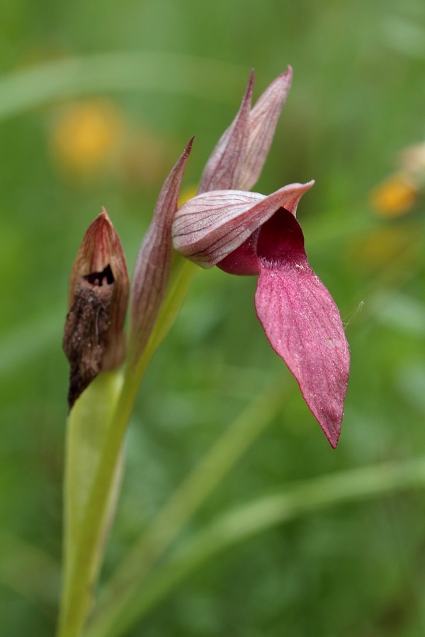 Image of Serapias lingua specimen.