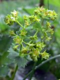 Alchemilla leiophylla. Соцветие. Свердловская обл., городской округ Верхняя Пышма, окр. с. Мостовское, разнотравная обочина дороги. 11.06.2012.