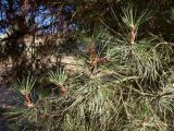 Pinus pinea. Веточки с микростробилами. Португалия, округ Гуарда, муниципалитет Селорику-да-Бейра, район Ратоейра. 17.07.2012.