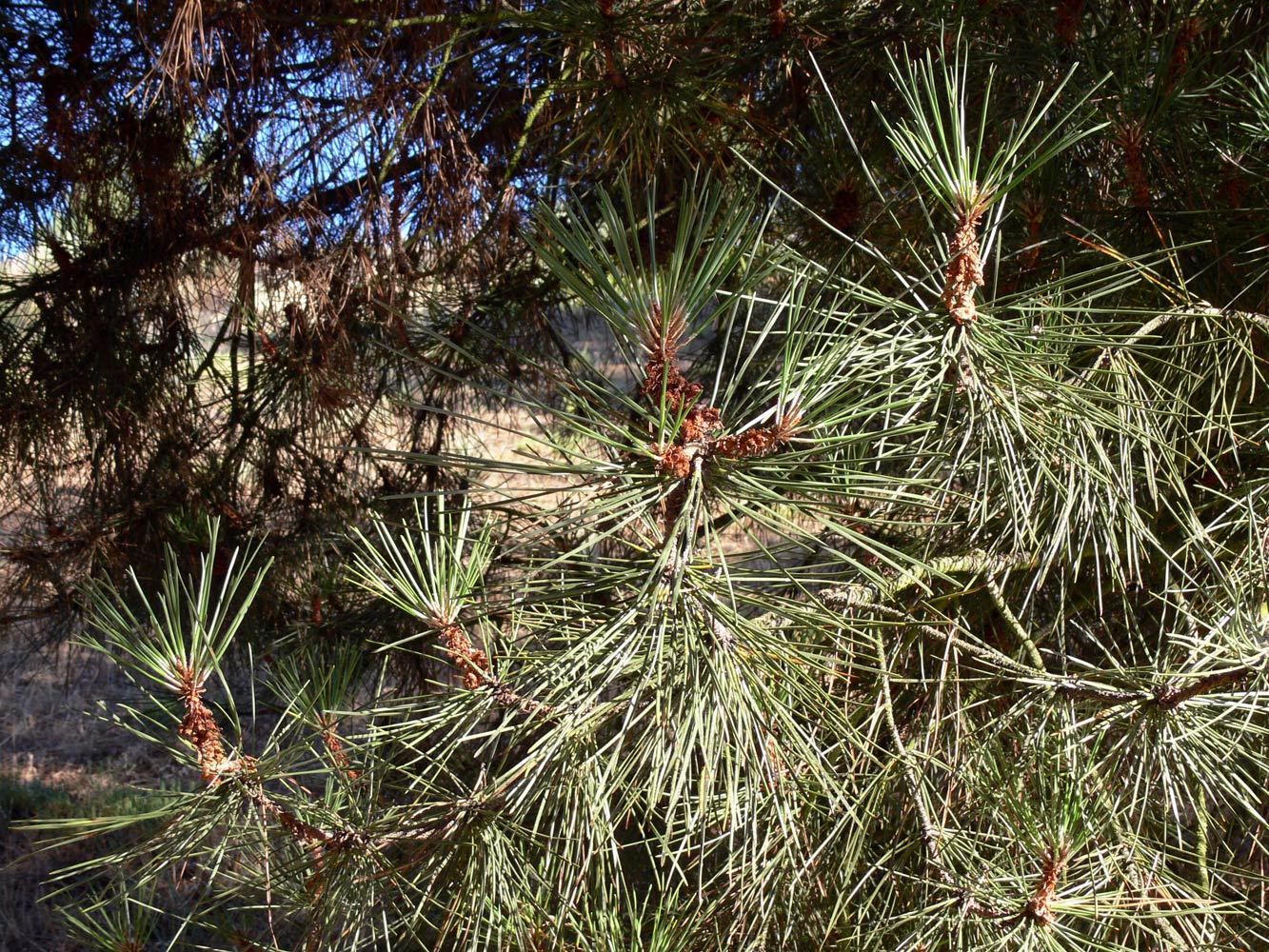 Изображение особи Pinus pinea.