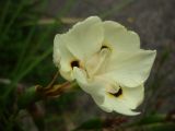 Dietes bicolor