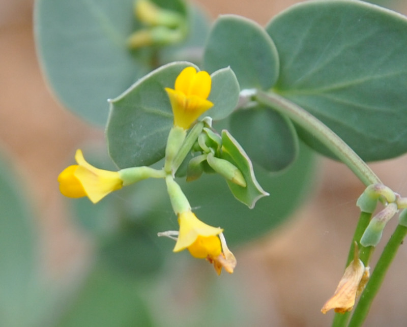 Image of Coronilla scorpioides specimen.