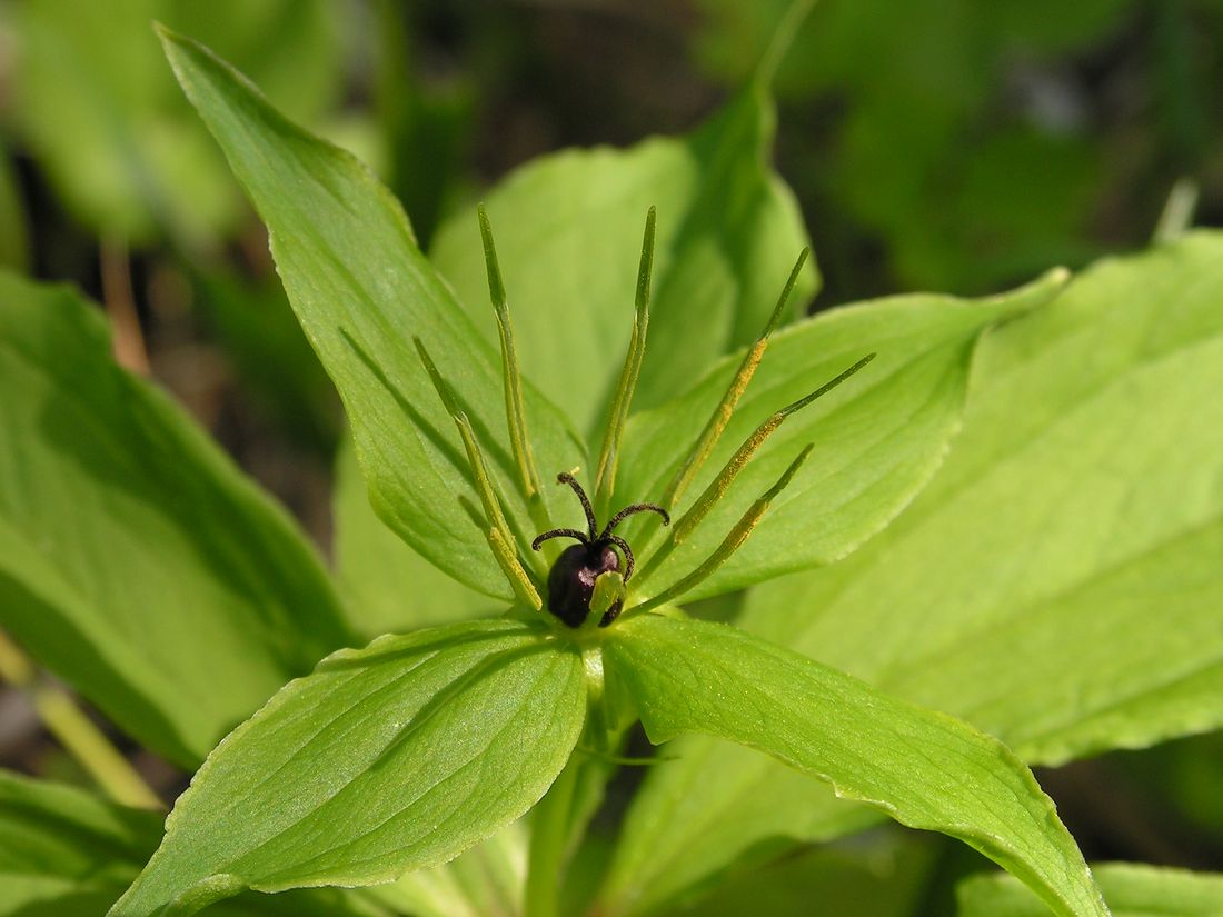 Image of Paris verticillata specimen.