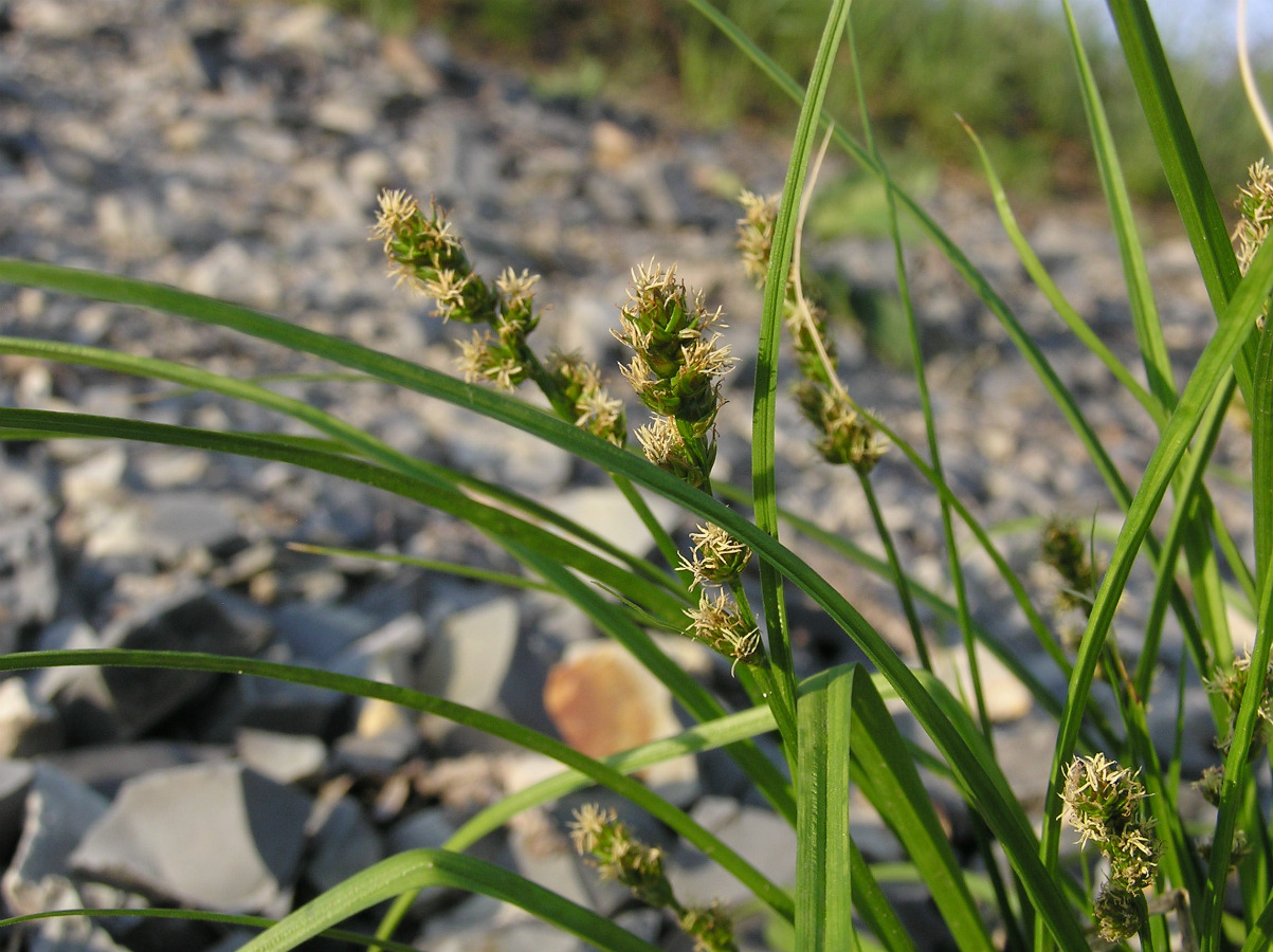 Изображение особи Carex otrubae.