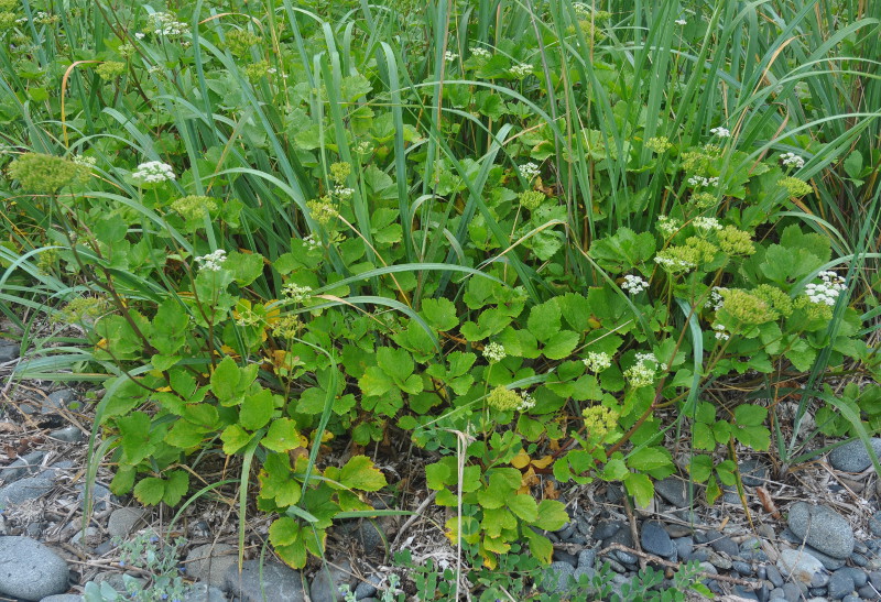 Image of Ligusticum scoticum specimen.