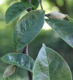 Magnolia stellata