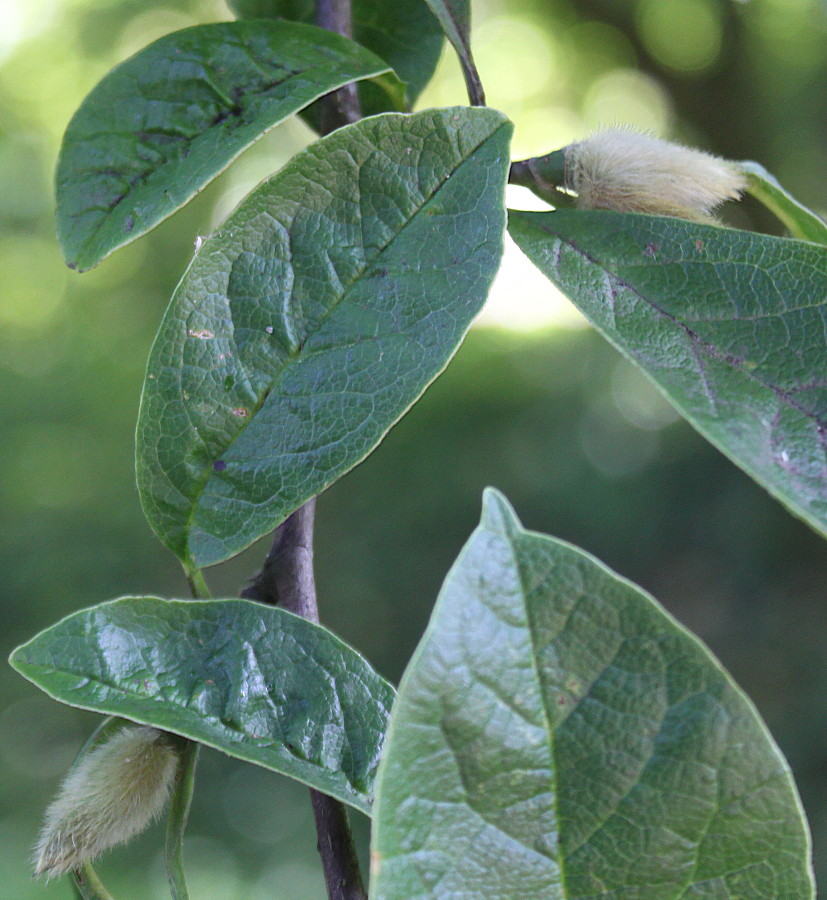 Image of Magnolia stellata specimen.