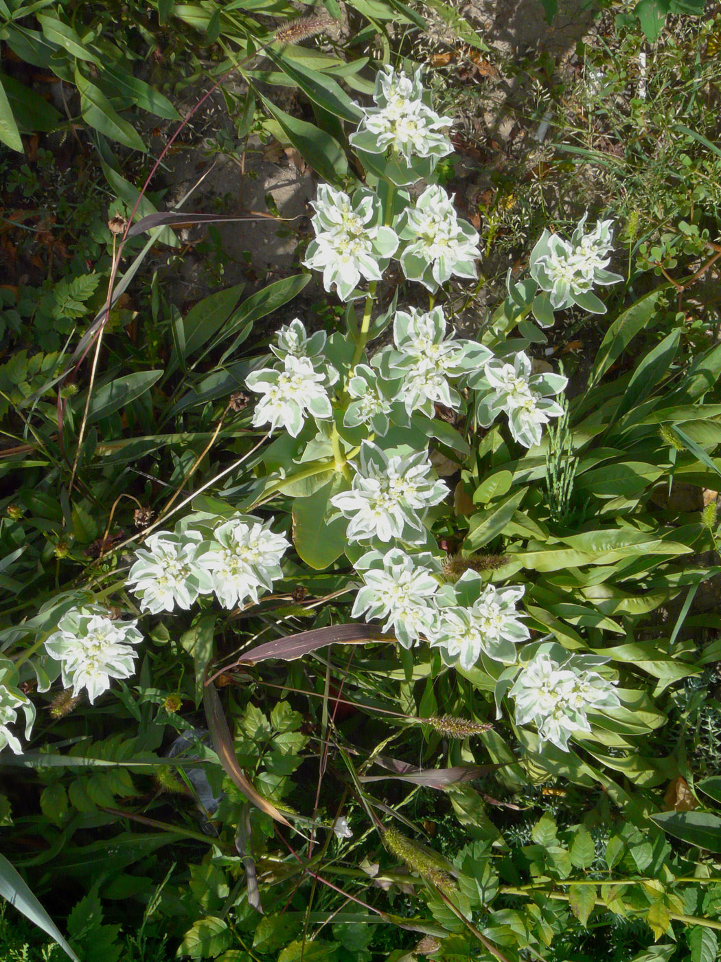 Image of Euphorbia marginata specimen.