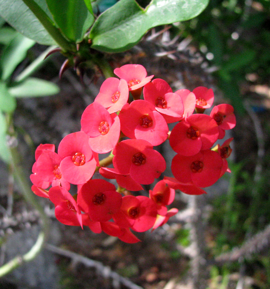 Image of Euphorbia splendens specimen.