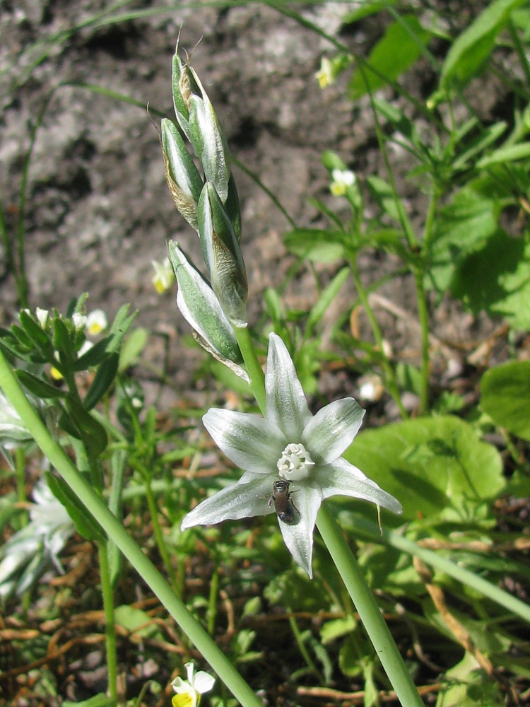 Изображение особи Ornithogalum boucheanum.