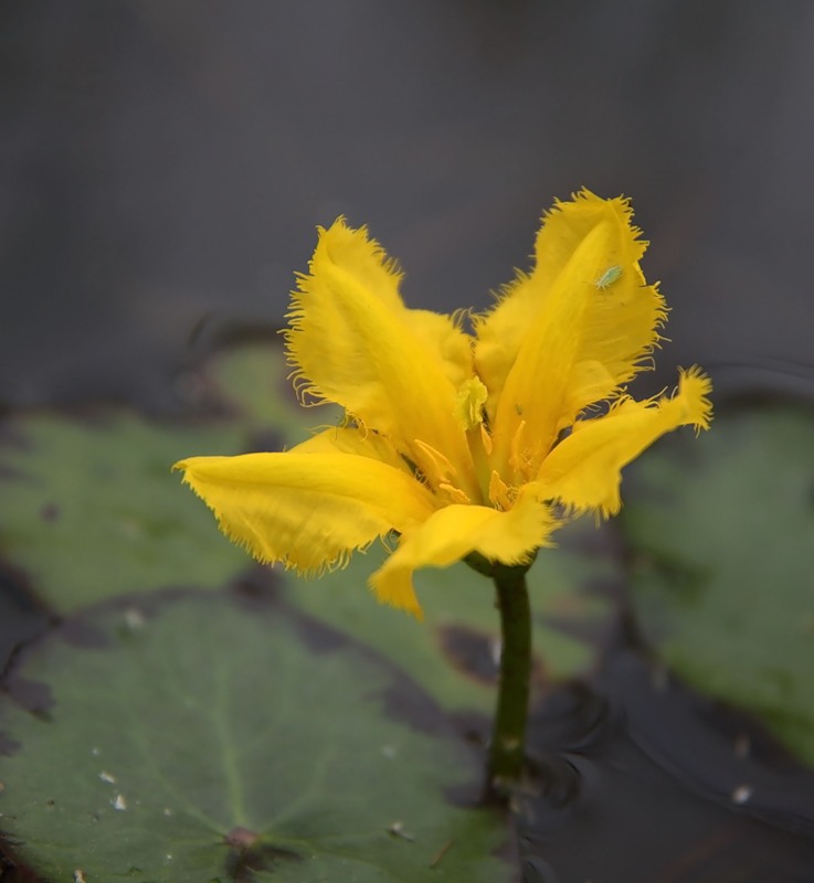 Image of Nymphoides peltata specimen.