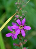 Lythrum salicaria