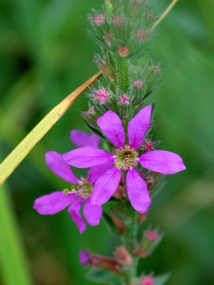 Image of Lythrum salicaria specimen.
