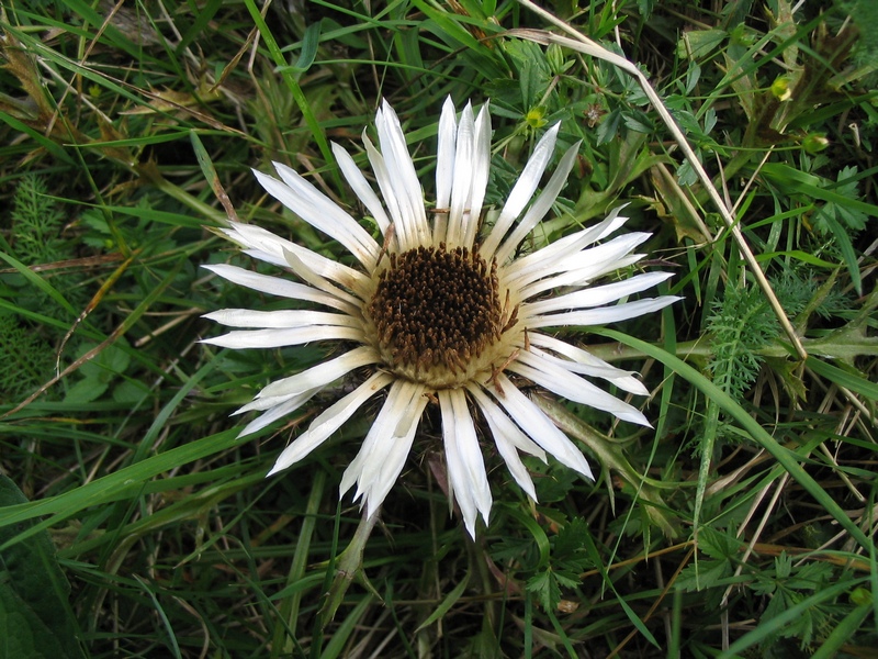 Image of Carlina acaulis specimen.