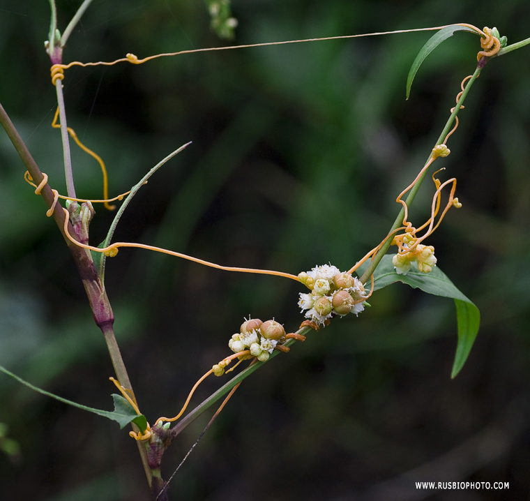 Image of Cuscuta cesatiana specimen.