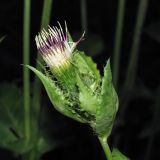 Cirsium oleraceum