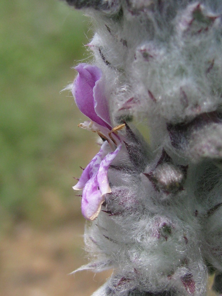 Image of Stachys velata specimen.