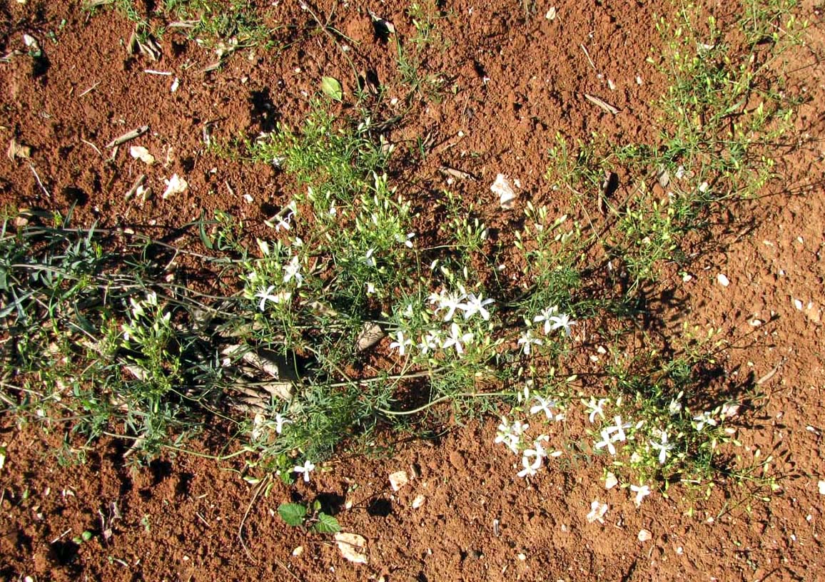 Image of Clematis flammula specimen.