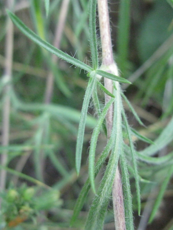 Image of Lomelosia argentea specimen.