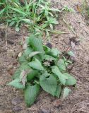 Fallopia convolvulus