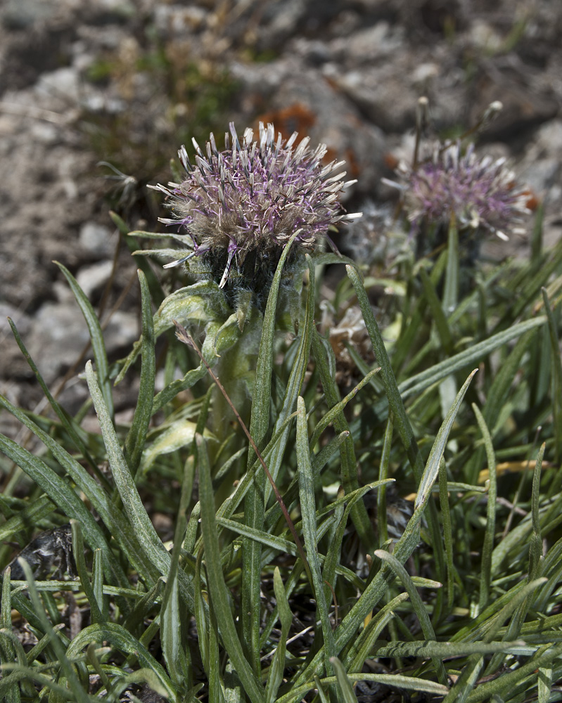 Image of Saussurea leucophylla specimen.