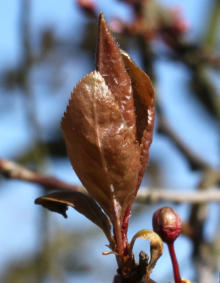 Image of Prunus cerasifera specimen.