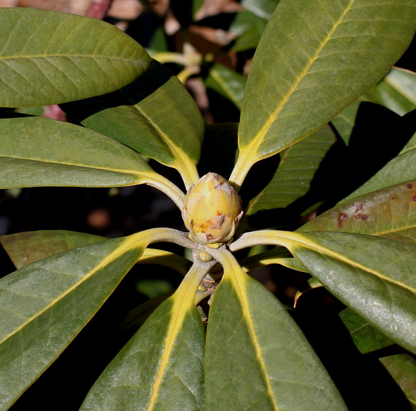 Image of Rhododendron insigne specimen.