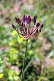 Allium longiradiatum