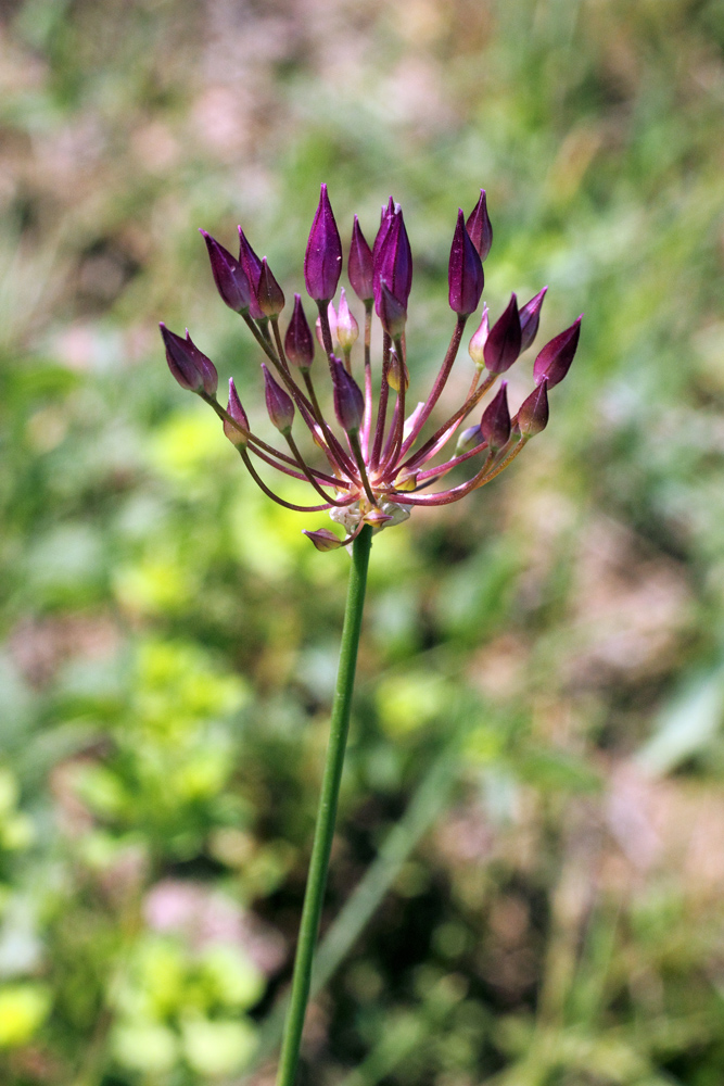 Изображение особи Allium longiradiatum.