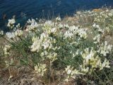 Astragalus glaucus