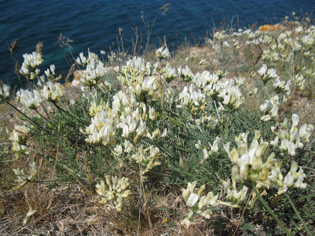 Изображение особи Astragalus glaucus.