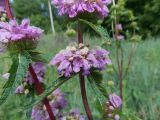 Phlomoides tuberosa