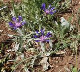 Centaurea fuscomarginata. Цветушие растения. Крым, Ялтинский горно-лесной природный заповедник, Ай-Петри. 23.05.2013.