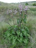 Phlomoides tuberosa