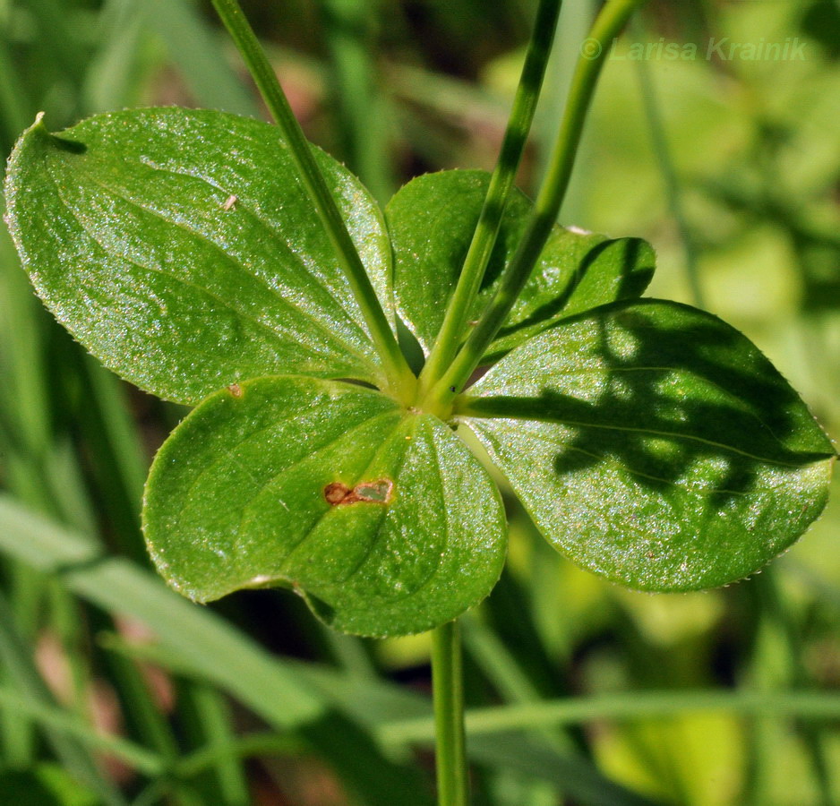 Image of Galium platygalium specimen.